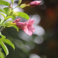 Allamanda blanchetii A.DC.